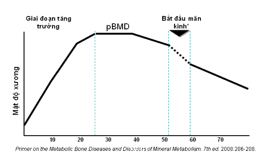 Hình 1. Thay đổi mật độ xương theo độ tuổi.