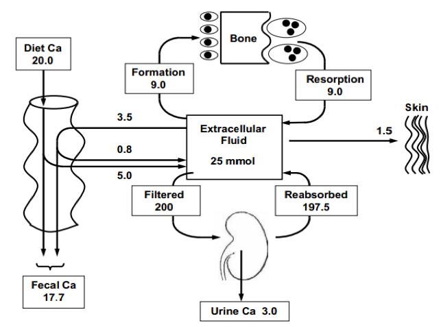 Hình 2. Input và output của calcium . Nguồn Heanay RP, 2004