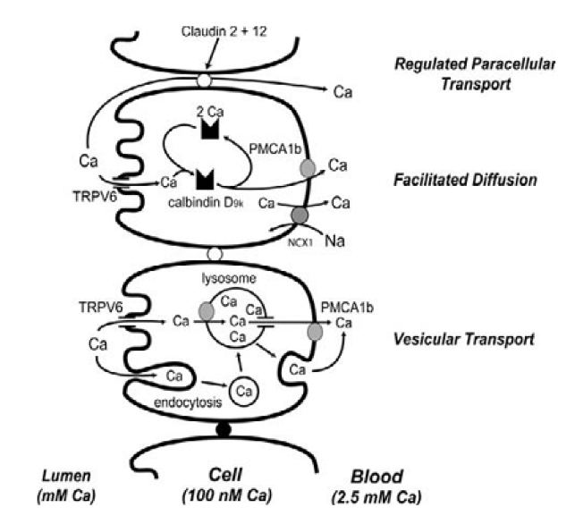 Hình 3. Hấp thu calcium ở ruột. Nguồn