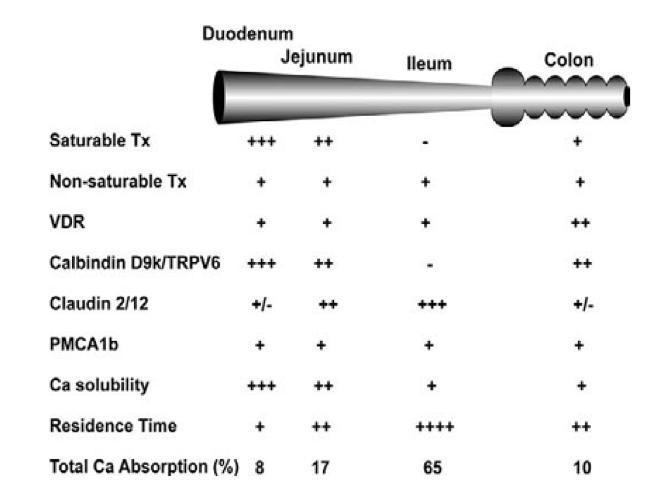 Hình 4. Sự hấp thu calcium tại các vị trí ở đường ruột. Nguồn: