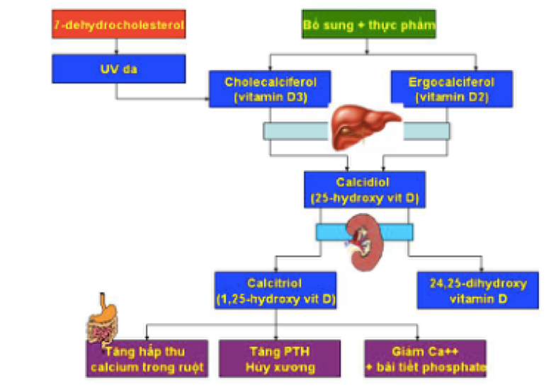 Biều đồ 1.  Qui trình chuyển hóa và ảnh hưởng của vitamin D