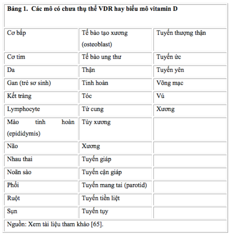 Bảng 1.  Các mô có chưa thụ thể VDR hay biểu mô vitamin D