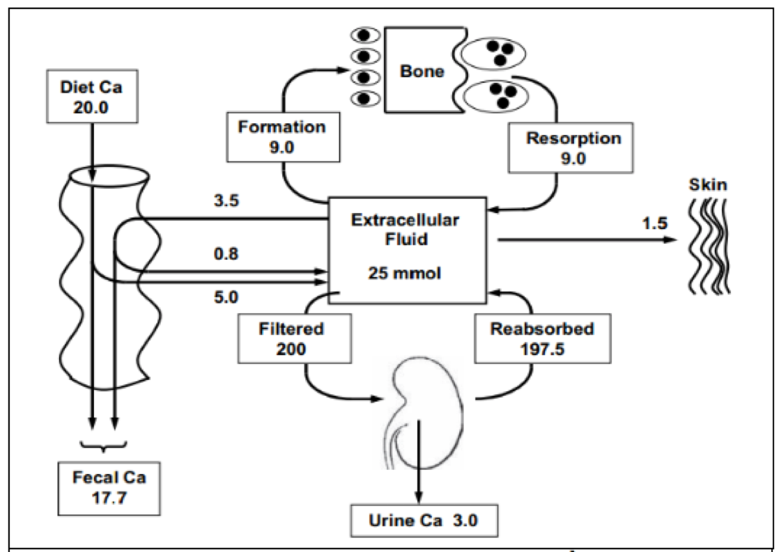 Hình 2. Input và output của calcium. Nguồn Heanay RP, 2004