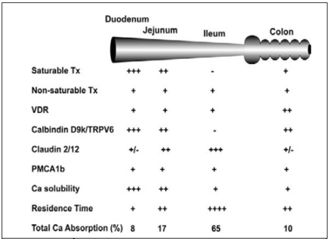 Hình 4. Sự hấp thu calcium tại các vị trí ở đường ruột.