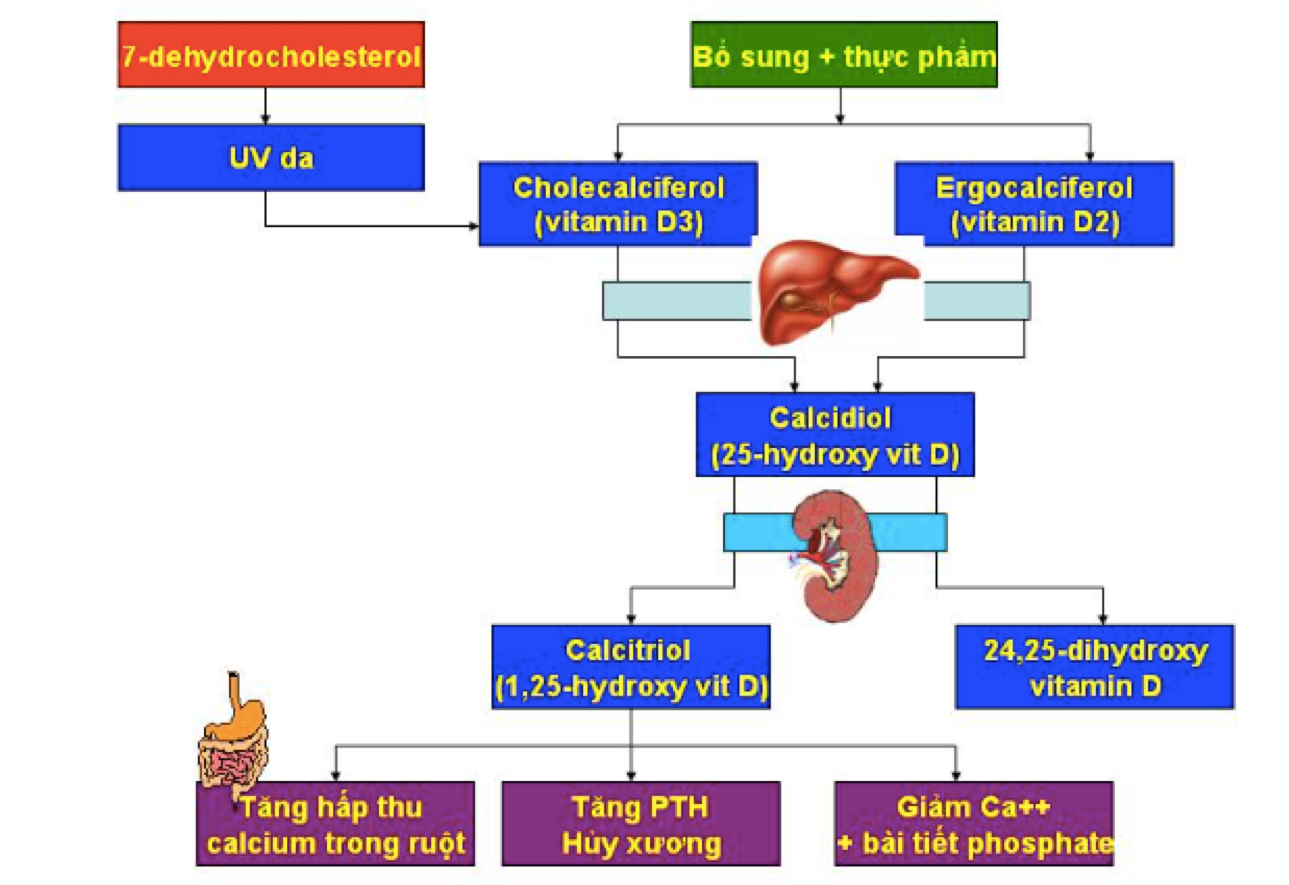 Biều đồ 1.  Qui trình chuyển hóa và ảnh hưởng của vitamin D