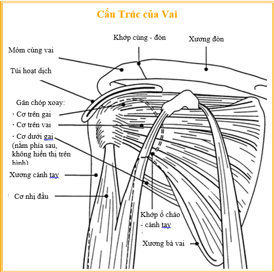 Đau vai: chẩn đoán và điều trị